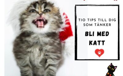 10 tips till dig som tänker skaffa katt