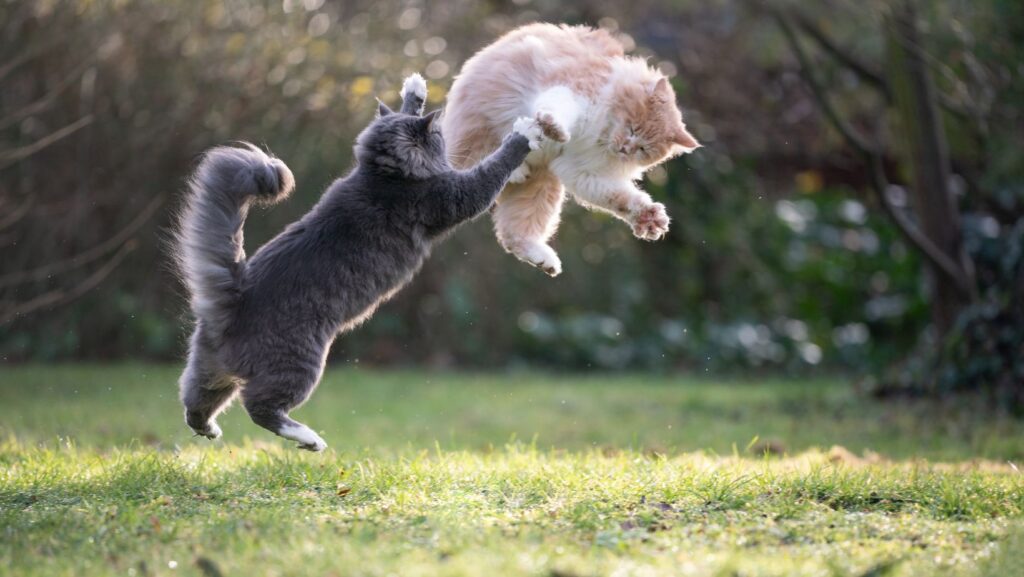 Två-katter-som-slåss